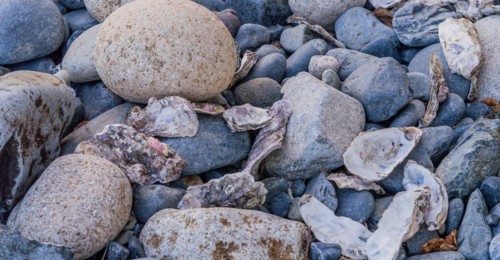 Scattered oyster shells among grey pebbles on a beach, creating a textured natural pattern, in