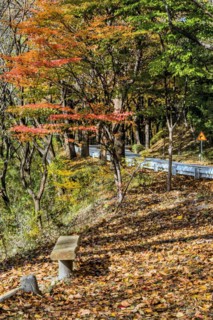 A quiet spot with a bench, surrounded by trees with autumn leaves and a winding road, in South