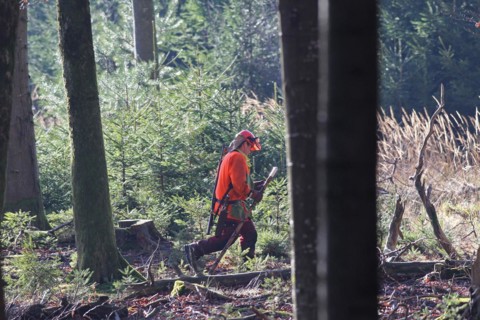 Wild boar (Sus scrofa) Dog handler reads GPS data from his mobile phone and rushes to his dogs,