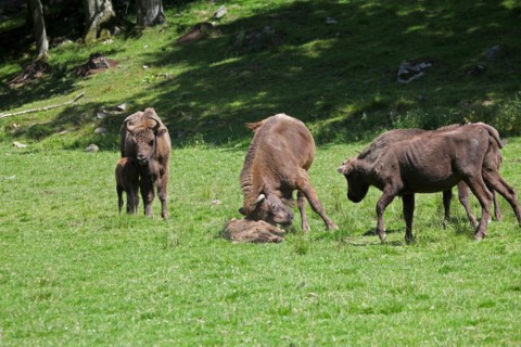 European bison (Bison bonasus) bull attacking helpless calf lying on the ground, captive, Sweden,