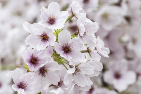 Japanese cherry (Prunus serrulata), Emsland, Lower Saxony, Germany, Europe