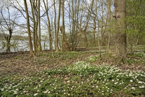 Wood anemone (Anemone nemorosa) blooming between deciduous trees at a lake, North Rhine-Westphalia,