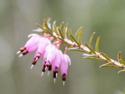 Flowering heather (Erica), near Tragoess, Styria, Austria, Europe