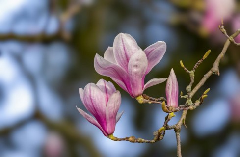 Blossoms of a magnolia (Magnolia), magnolia x soulangeana (Magnolia xsoulangeana), magnolia