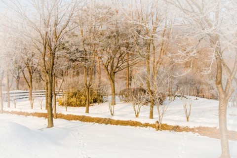 Leafless trees with frost on their branches in a snow covered public park on a winter morning with