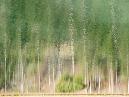 Trees reflected in a body of water, near Tragoess, Styria, Austria, Europe