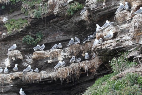 Black-legged kittiwakes (Rissa tridactyla) Old and young birds at the nest, Ekkeroy rock on the