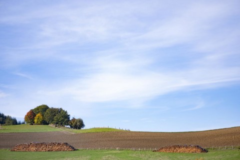 Logging, tree trunks stacked on a green meadow, behind them a ploughed field and an autumnal group