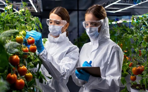 Biologists in protective suits grow vegetables in the lab, the concept of biotechnology, plant care