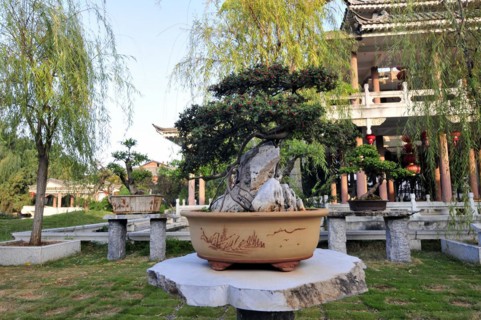 Zhu family bonsai garden, yunnan, china