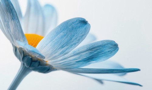 Light blue daisy flower petals on white background AI generated