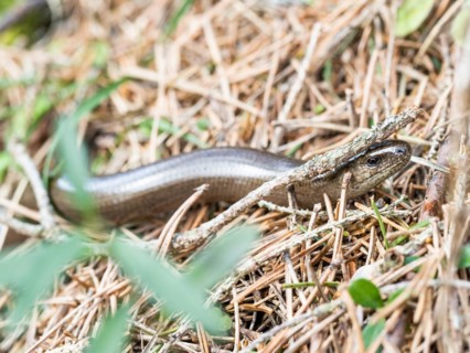 Slow worm (Anguis fragilis), near Tragoess, Styria, Austria, Europe