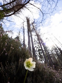 Christmas rose (Helleborus niger), near Tragoess, Styria, Austria, Europe