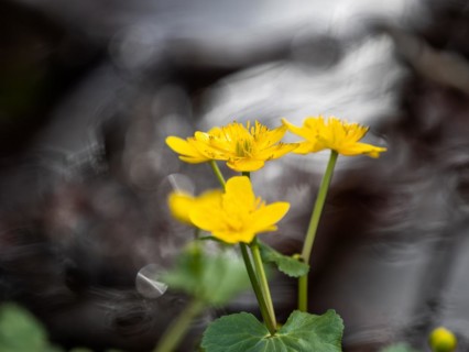 Marsh marigolds (Caltha palustris), banks of the Laming, near Tragoess, Styria, Austria, Europe