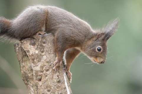 Eurasian red squirrel (Sciurus vulgaris), sitting on top of a sawn-off tree trunk, looking