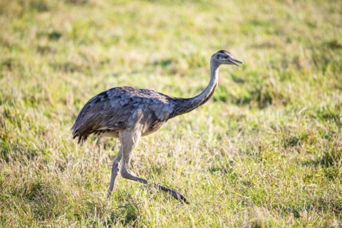 Nandu (Rhea americana) Pantanal Brazil