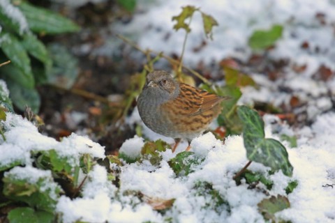 Dunnock (Prunella modularis)