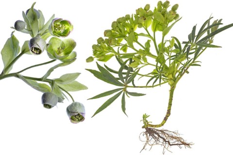 Palm-leaf hellebore (Helleborus foetidus) with roots on a white background, Bavaria, Germany,