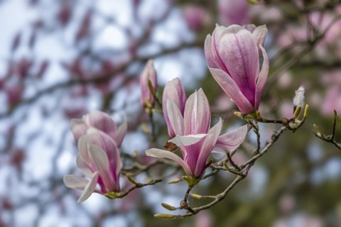 Blossoms of a magnolia (Magnolia), magnolia x soulangeana (Magnolia xsoulangeana), magnolia