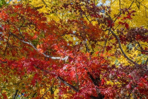 Dense autumn foliage of a maple tree with vivid red leaves, in South Korea
