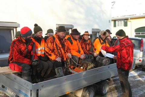 Wild boar (Sus scrofa) start of hunt, hunter in high visibility waistcoat on trailer, Allgaeu,