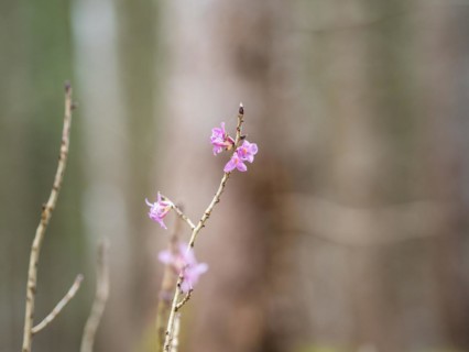 Mezereon (Daphne mezereum), near Tragoess, Styria, Austria, Europe