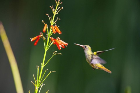 Golden Sapphire Hummingbird (Hylocharis chrysuria) Pantanal Brazil