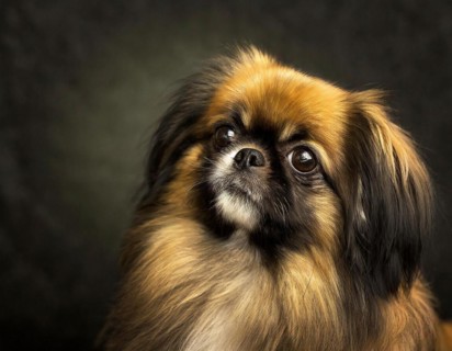 Dog, Pekingese, portrait, head only, puppies, dark background, AI generated, AI generated
