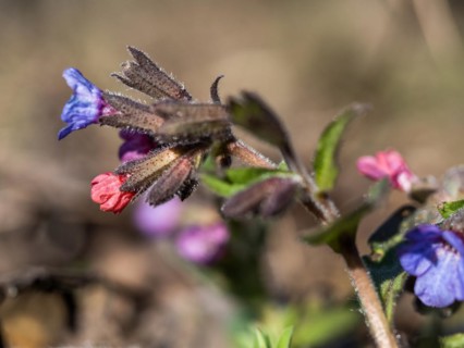 True lungwort or common lungwort (Pulmonaria officinalis), flowers, Leoben, Styria, Austria, Europe