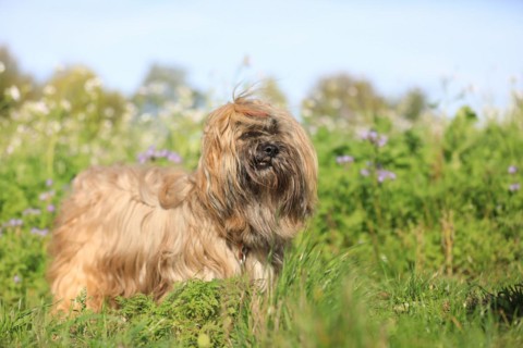 Lhasa Apso