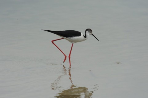 Black-winged Stilt, Himantopus himantopus, italy