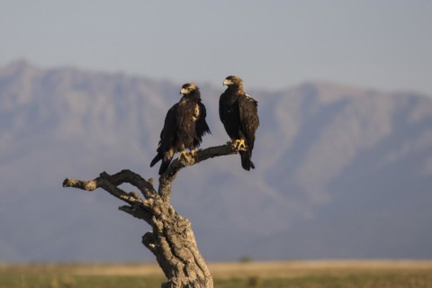 Iberian Eagle, Spanish Imperial Eagle (Aquila adalberti) and european magpie (Pica pica),