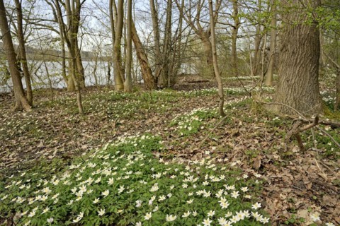 Wood anemone (Anemone nemorosa) blooming between deciduous trees at a lake, North Rhine-Westphalia,