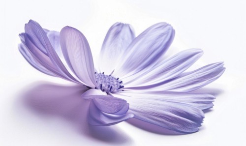 Pale purple chamomile flower on white background, closeup AI generated