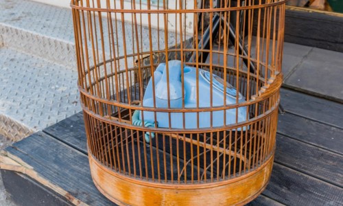 Old style rotary phone sitting in birdcage sitting outside on wooden step in Seoul, South Korea,