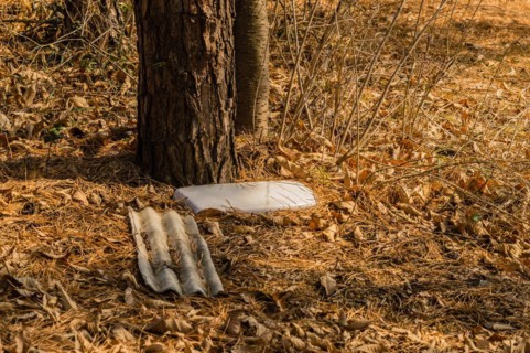 Discarded plastic plate among dry leaves at the base of a tree, in South Korea