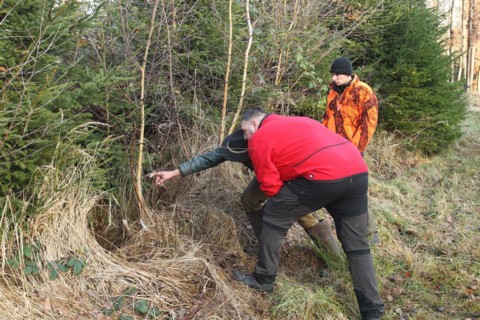 Wild boar hunt, hunters examine the place where the wild boar (Sus scrofa) disappeared in the