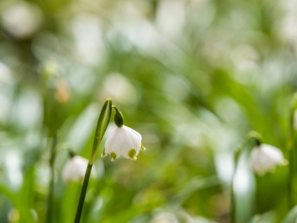 Spring snowdrop (Leucojum vernum), March snowdrop, March bell, large snowdrop. Amaryllis family