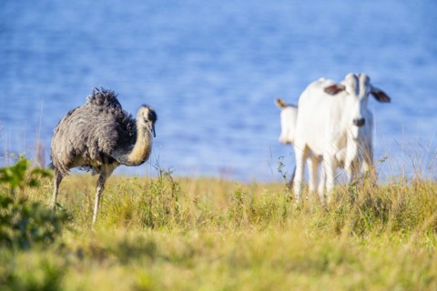 Nandu (Rhea americana) Pantanal Brazil