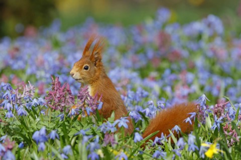Eurasian red squirrel (Sciurus vulgaris) in a blue star meadow, Hesse, Germany, Europe