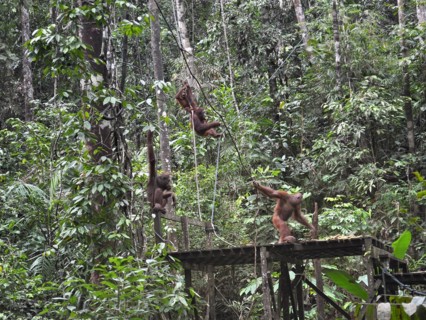 Semenggoh Nature Reserve, Pongo pygmaeus, sarawak, malaysia