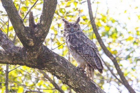 Virginia eagle owl (Bubo virginianus) Pantanal Brazil