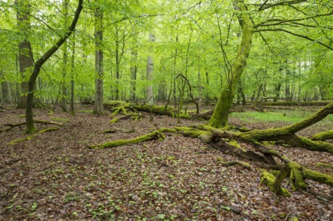 Near-natural deciduous forest, moss-covered deadwood, in spring, Barnbruch Forest nature reserve,