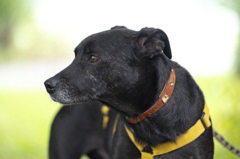 Domestic dog (Canis lupus familiaris), black, female, older, grey muzzle, from animal protection,