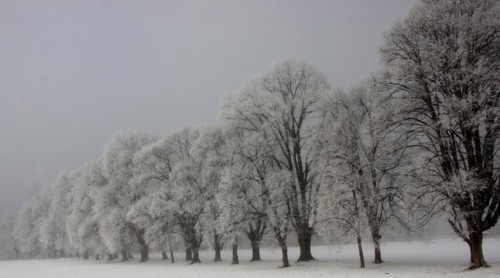 Avenue, snow, winterly, pinzgau