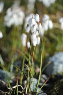 Eriophorum angustifolium