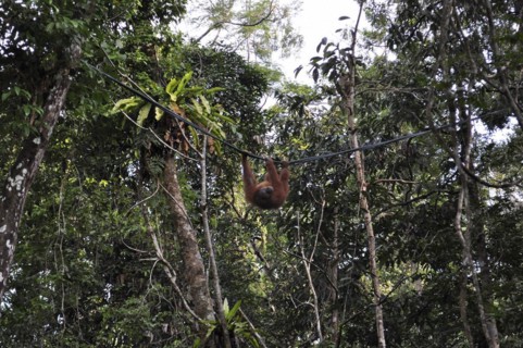 Semenggoh Nature Reserve, Pongo pygmaeus, sarawak, malaysia