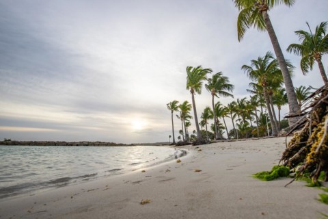 Caribbean dream beach with palm trees, white sandy beach and turquoise-coloured, crystal-clear