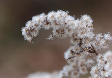 Canada goldenrod (Solidago canadensis) in winter