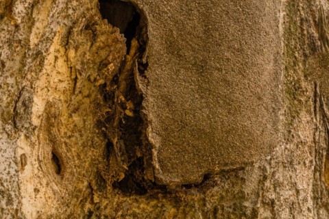 Closeup of the bark of a large old tree where tar that was used to repair tree has separated from
